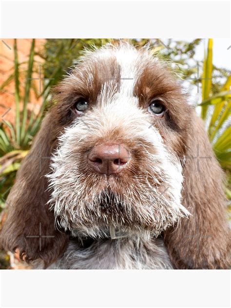 Brown Roan Italian Spinone Puppy Dog Head Shot Throw Pillow By