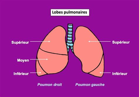 The Lungs Are Labeled In French And English With Labels Describing