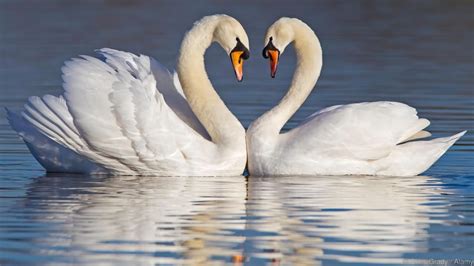 Swans Facts About Swan Love Heart In Nature Beautiful Swan