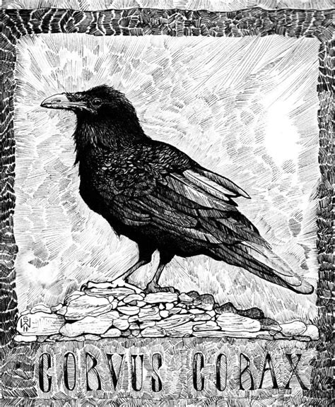 Pin By Kristin Love On Beloved Corvidae Crow Art Raven Art Black Bird