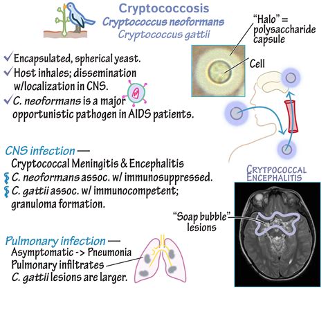 Immunologymicrobiology Glossary Cryptococcus Draw It To Know It