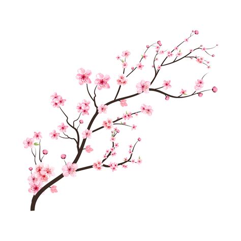 Cherry Blossom Branch With Spreading Pink Sakura Flower Watercolor Cherry Flower Watercolor