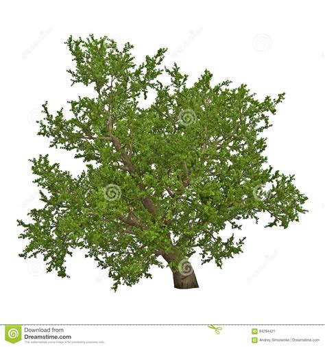 Green Summer Old Maple Tree Isolated On White 3d Illustration Stock