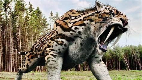 Saber Toothed Tiger Of North America Science Facts