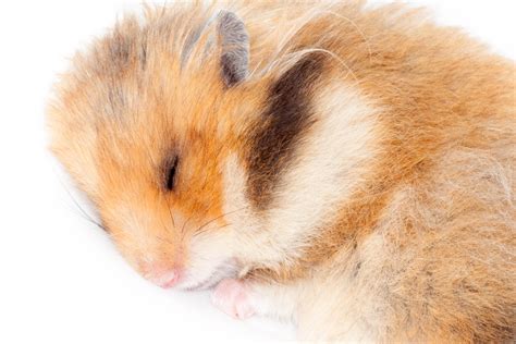 My Hamster Bit Me What Can I Do To Help Them Stop Small Pet Select