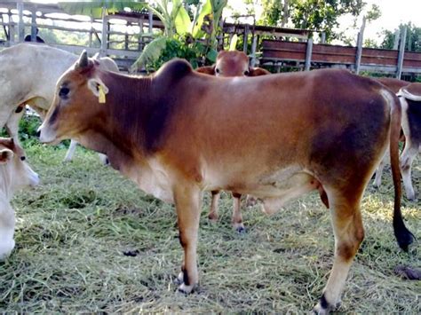 Daftar melalui www.ezqurban.org tunggu pengesahan terima laporan testimoni apa kata peserta kami? Harga Kambing Lembu Aqiqah Korban dan Bekalan Daging Lembu ...