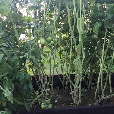 Pruning Tomato Plants Vegocracy