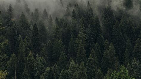 Wallpaper Trees Green Fog Forest Shroud Top View Hd Widescreen