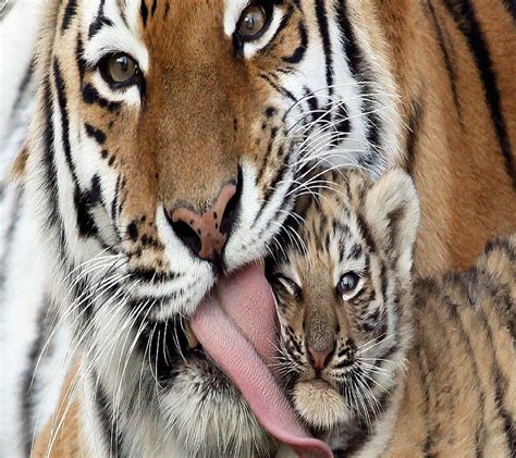 Tiger Cubs With Father And Mother