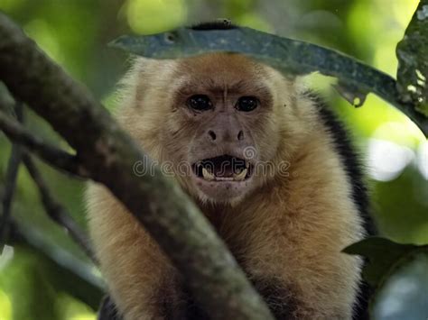 Panamanian White Faced Capuchin Cebus Imitator With Bared Teeth