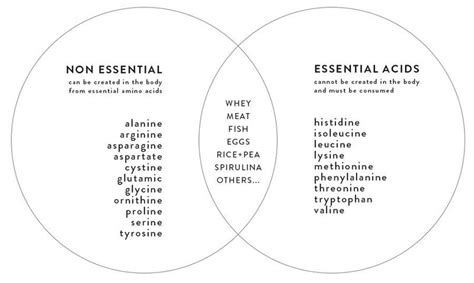 What Are The 9 Essential Amino Acids That Every Human Needs