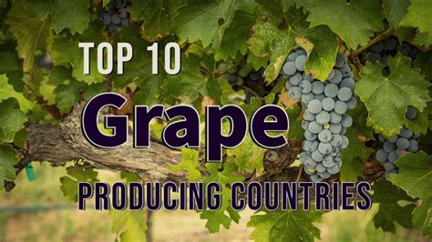 Top Ten Grape Producing Countries Youtube