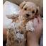 Maltipoo Puppies For Sale  Pittsburgh PA 289152