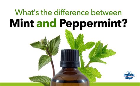 Whats The Difference Between Mint And Peppermint Imperial Sugar