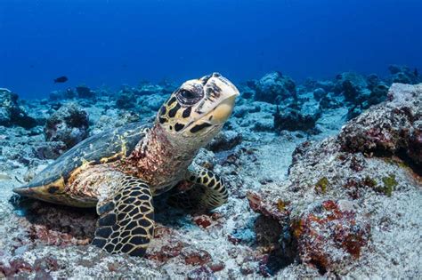 Why Are Hawksbill Sea Turtles Endangered