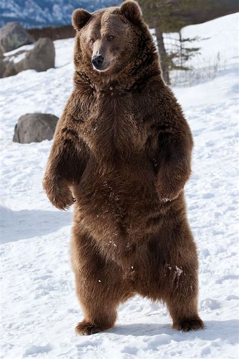 It measured 11 feet 1 inch tall when it stood on its hind legs. Snapshot: Winter Grizzly Bears | Ours brun, Ours, Animaux