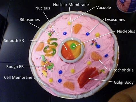 Cytoplasm, ribosomes, rough endoplasmic reticulum; animal cell cupcake or cake, room 233 | Classroom ...