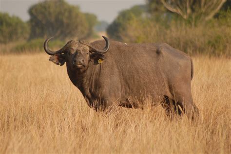 Free Images Prairie Adventure Wildlife Horn Herd Grazing Fauna