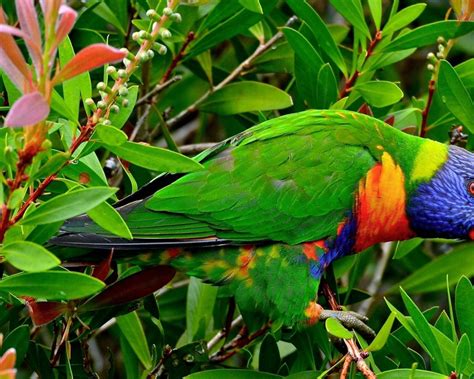 Beautiful Multicolor Parrot Exotic Birds Wallpaper Hd : Wallpapers13.com