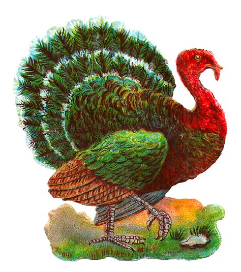 Antique Images Vintage Thanksgiving Turkey Digital Bird Clip Art Download