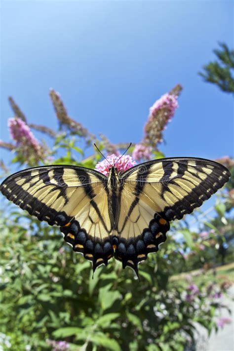 Tigre Del Este Swallowtail Glaucus De Papilio Foto De Archivo