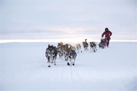 The Finnmark Race Is Europes Longest Dog Sled Race Visit Northern Norway