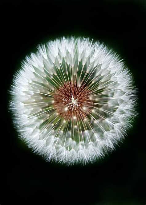 Macro Photography Of Dandelion Photo Free Flower Image On Unsplash