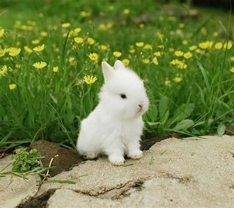 White Baby Rabbits Wallpapers Photos
