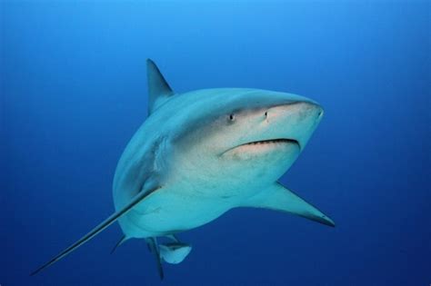 Bull Shark Ocean Treasures Memorial Library