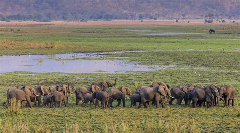 250 Elephants Relocated In Malawi Malawi Tourism