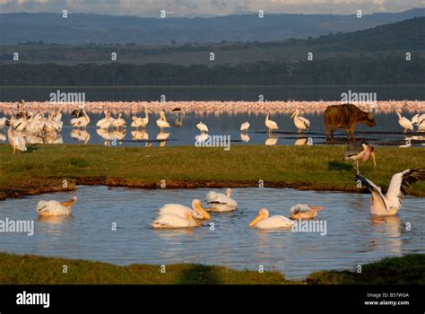 Lake Nakuru National Park Kenya East Africa Africa Stock Photo Alamy