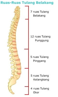 Anatomi dan Fisiologi Tulang Belakang, Sayangilah Tulang Belakang Anda