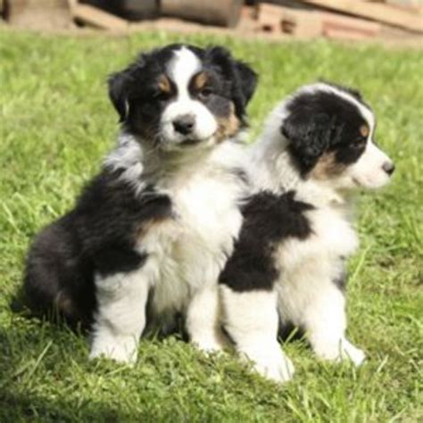 Australian Collie Dog Breed Information Images Characteristics Health