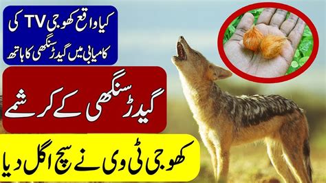 Jackal Meaning In Tamil - MEANCRO