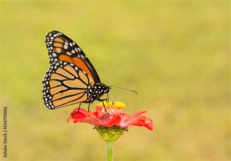 Male Monarch Butterfly Pollinating A Bright Red Zinnia Flower Photos