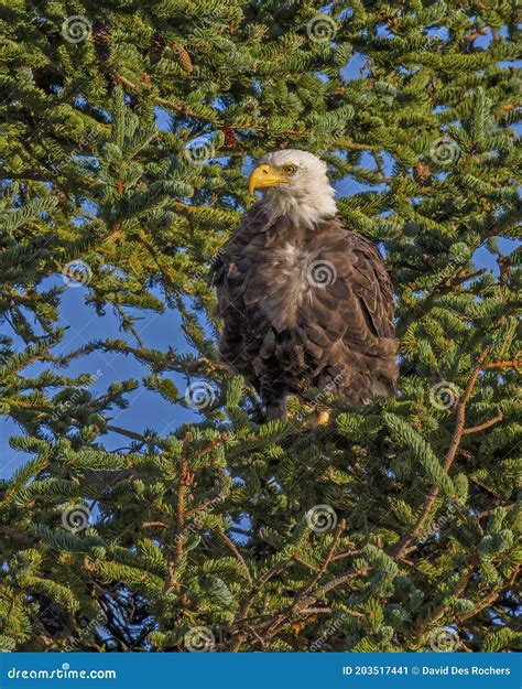 Bald Eagle Haliaeetus Leucocephalus Perched In A Tree Alaska Stock