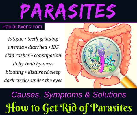 Parasites Causes Symptoms And Solutions Paula Owens Ms