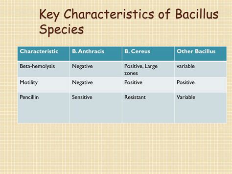 Ppt Gram Positive Bacilli Part One Powerpoint Presentation Free