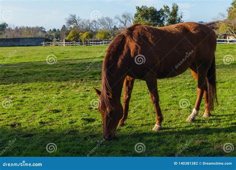 Chestnut Horse Eating Grass In A Meadow In A Farm Stock Photo Image