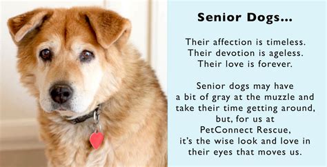 Senior Dogs For Adoption Near Me The W Guide