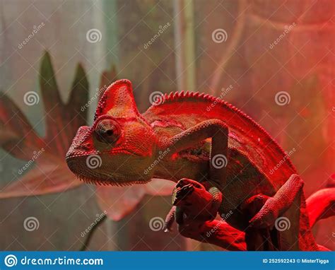 Beautiful Of Chameleon Panther Chameleon Panther On Branch Chameleon