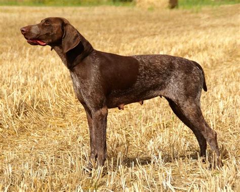 All You Need To Know About The Pointer Dogs Pets Nurturing