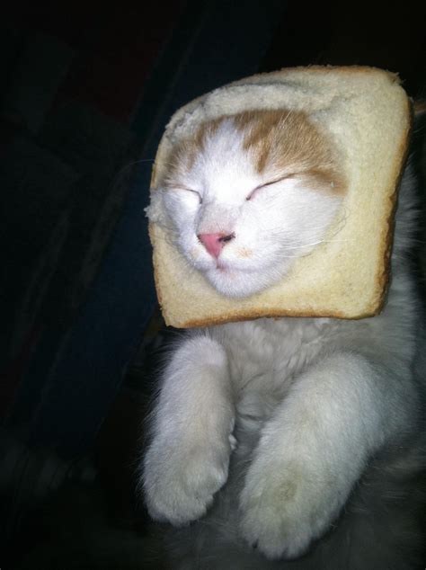 So I Breaded My Cousins Cat Since Its Becoming A Popular Thing I Guess