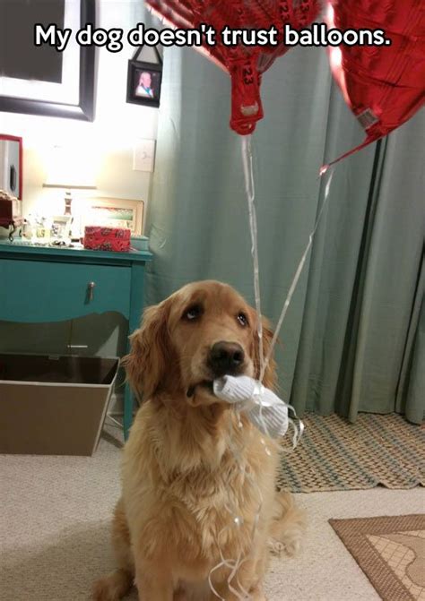 20 Things All Golden Retriever Owners Must Never Forget