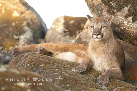 Mountain Lion Puma Concolor 15800 Natural History Photography