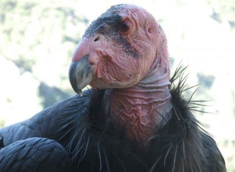 Endangered California Condors Still Face Lead Poisoning Threat Ars