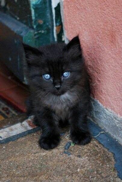 Oh My Goodness This Kitten Is So Adorable And Has Such Gorgeous Blue