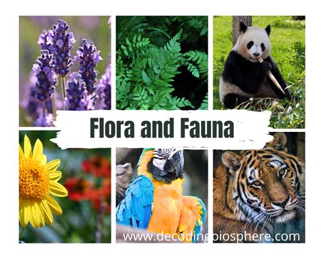 What Are Flora And Fauna And Their Importance In The Ecosystem