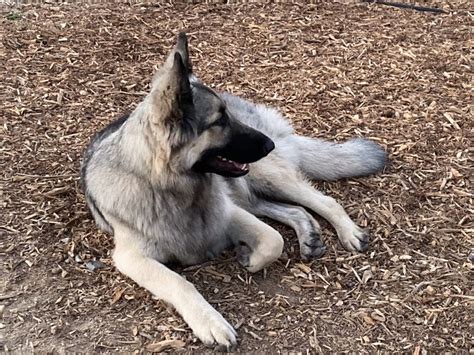 Pin By Mariann Putnam On Just Liesl Our Silver Sable Shiloh Shepherd