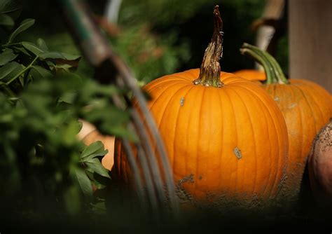 What To Do With Your Pumpkins After Halloween
